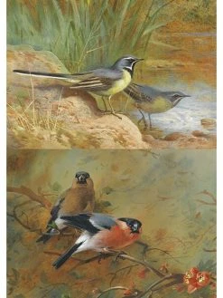 FABRIKA DECORU 1 Feuille De Papier De Découpage Collage 21 X 29,7 Cm OISEAUX 62