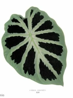 Papier Scrapbooking Artemio - Deep Green - 30,5 X 30,5 Cm - 40 Pcs -V-Zug shop papier scrapbooking artemio deep green 305 x 305 cm 40 pcs p 4