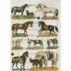 Planche De Chromo Découpis Die Cut Cheval ECLAT 7335e Carterie Collage Ernst Freihoff