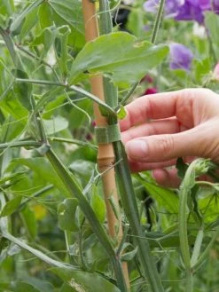 VELCRO® Ruban Velcro Auto Agrippant Pour Plantes - Vert - 12 Mm X 5 M -V-Zug shop ruban velcro auto agrippant pour plantes vert 12 mm x 5 m p 4