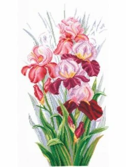 Andriana Kit Point De Croix - Triomphe Des Iris SANT-14